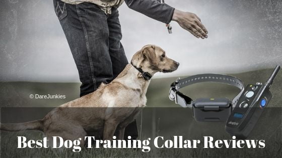 The 5 Best Dog Training Collar Reviews