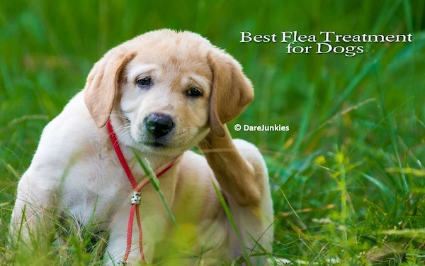 Top 9 Best Flea Treatment for Dogs Review