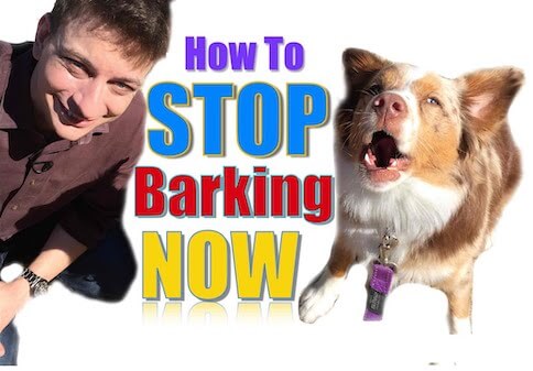 How to Stop Dogs from Barking